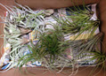 Bromeliad Tillandsia Assortment Medium (Box of 25)